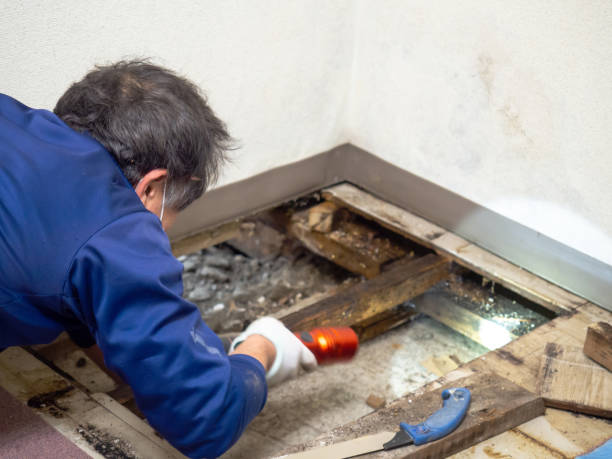 Professional Mold Removal in Telluride, CO