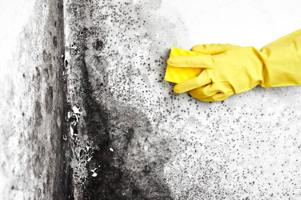 Best Crawl Space Mold Removal  in Telluride, CO