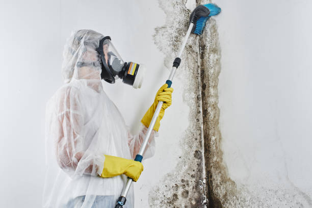 Best Professional Mold Removal  in Telluride, CO