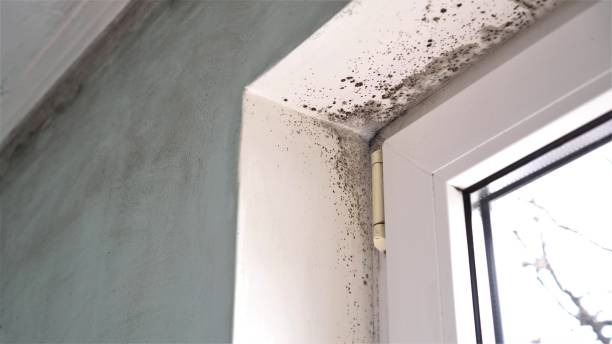 Best Commercial Mold Removal  in Telluride, CO