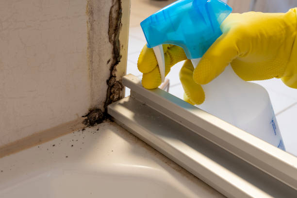 Best Mold Damage Repair  in Telluride, CO