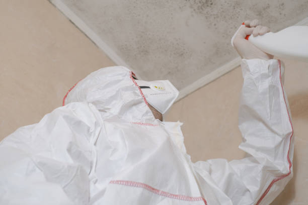 Best Local Mold Removal Service  in Telluride, CO