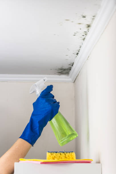 Best Mold Cleaning Services  in Telluride, CO